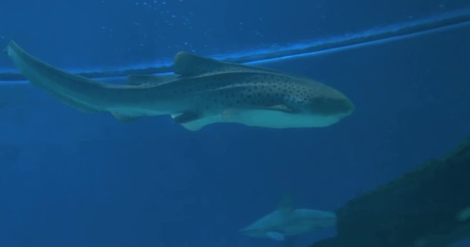 A Zebra Shark swimming in blue front of camera