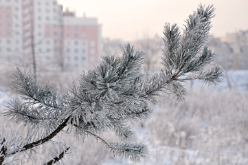 The branch of spruce covered with white hoarfrost close-up. Winter landscape with tall buildings in the background.