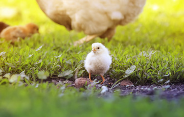 a small yellow chick walks across the yard with the hen on a Sunny summer day