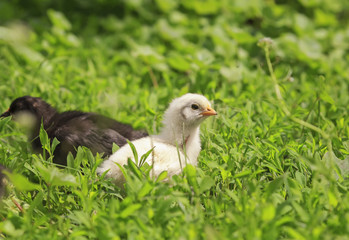 two chicken yellow and black walking in the green grass