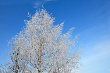 Birch covered with snow against the blue sky.