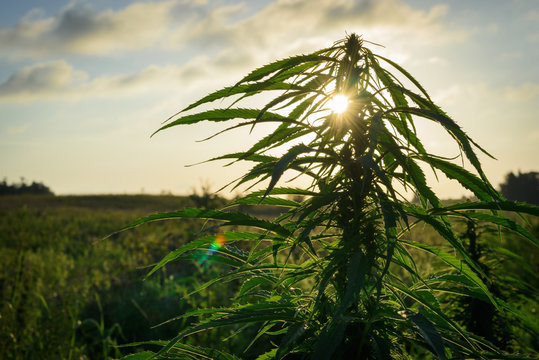 Cannabis plant in field