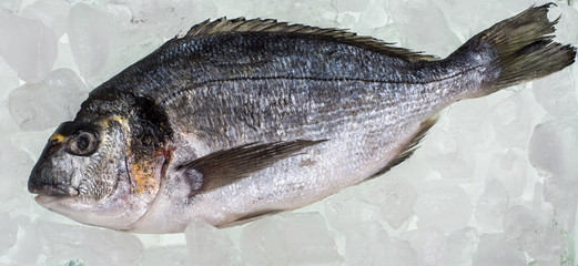 frozen fish dorado with ice cubes