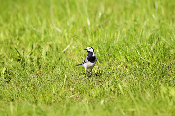 bird white Wagtail walks among the lush green grass in the spring