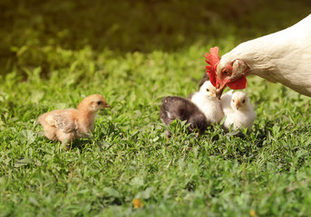  hen with chickens walking on green grass in village