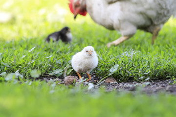 small yellow chick walks across the yard with the hen on a Sunny summer day