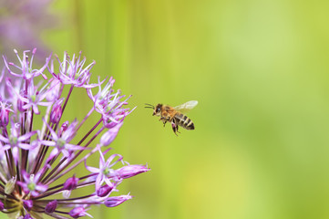 little bee is flying above a decorative bow for nectar