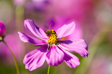 bee on pink cosmos flower blooming in the field