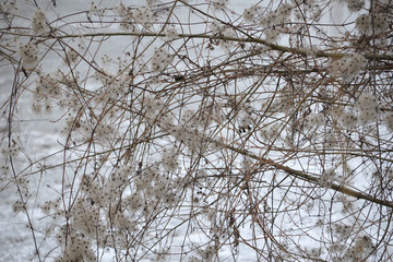 Pflanzen im Winter 02