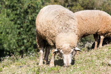 Naklejka premium dirty sheep eating grass in the field