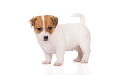 jack russell terrier puppy stands on white