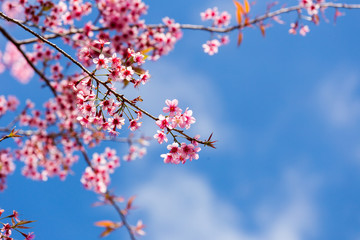 cherry blossom in the north of thailand
