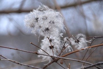 Pflanzen im Winter 03