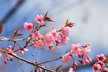 cherry blossom in the north of thailand