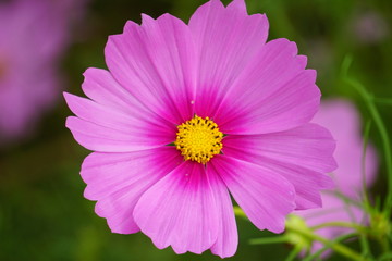 Fototapeta premium コスモス（cosmos）