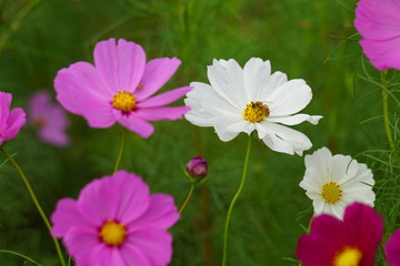 Obraz premium コスモス（cosmos）