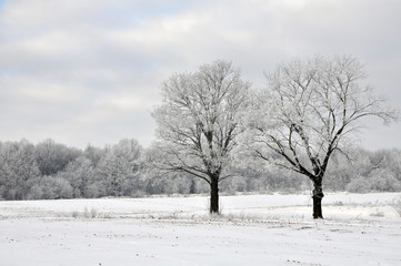 Two deciduous trees covered with snow after snowfall in winter on background of forest.