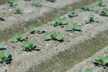 view of a freshly growing cabbage field.