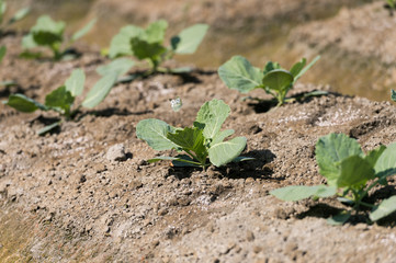 view of a freshly growing cabbage field.