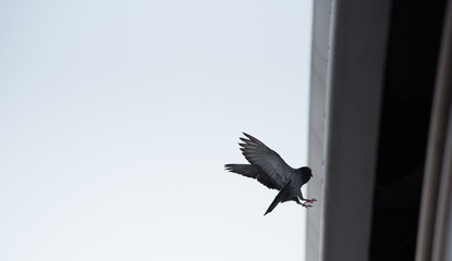  Bird Landing