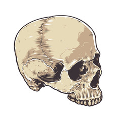 Anatomic Grunge Skull