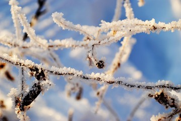 Winter