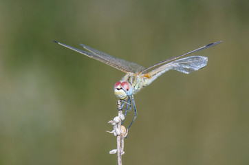 Dragonfly Closeup On Green Background