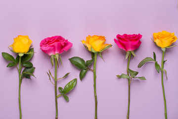 Bunch of roses on purple background