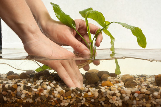 hands planting water plant echinodorus in aquarium