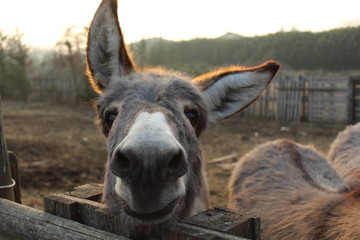 curious donkey