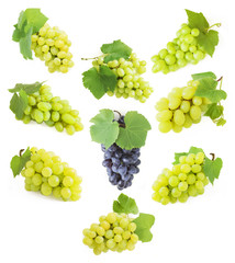 Grapes branch set isolated on white background
