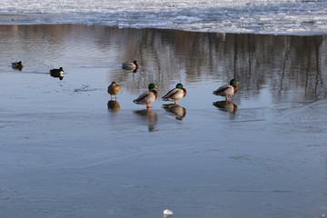 Enten im Winter auf Eisfl&auml;che stehend