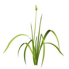 Vector isolated reed. Water plants in different variants with shadows and reflections in water. Isometric clumps of reeds growing on the edge of the pool and pond. Individual flowers bamboo reed.