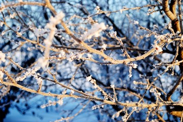 Winter tree