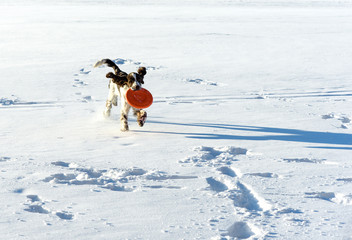 Dog playing in flying disk