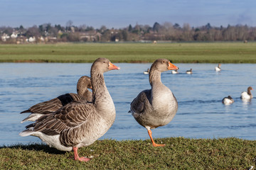 White Fronted Geese resting by a river bank