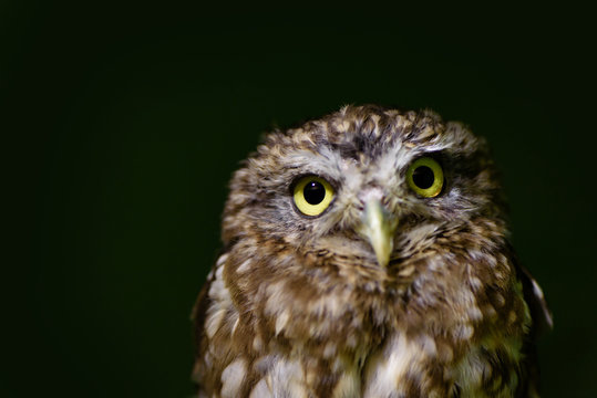 Little owl close up