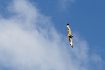 Red Kite against Blue sky banking to the right