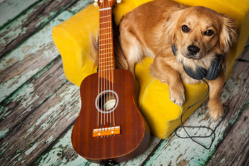 Hund entspannt mit Musik