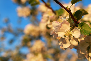 apple tree flower on sunset