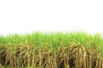 Prepare Sugarcane Field on isolated