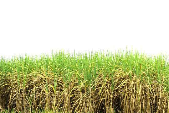 Sugar Cane Field Images – Browse 25,646 Stock Photos, Vectors, and Video |  Adobe Stock