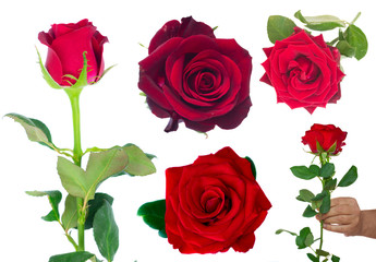 set with frsh dark red roses isolated on white background