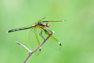 dragonfly, okavango delta, Botswana