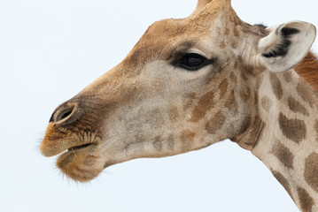 Naklejka na ściany i meble South African giraffe, close up, Namibia