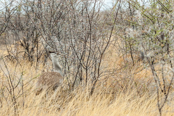Kori bustard (Ardeotis kori), camouflage, Namibia