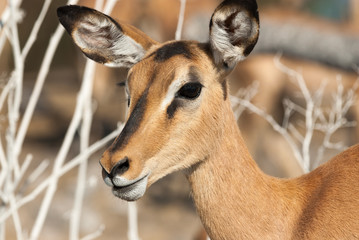 Close up of a female black-faced impala, Etosha National Park, Namibia