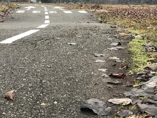 leaves on the tiny road with white signs and arrows