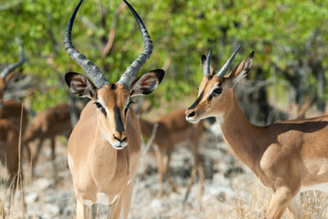 Naklejka na ściany i meble Black-faced impala, Etosha National Park, Namibia