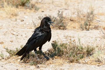 Cape crow or black crow (Corvus capensis), Namibia